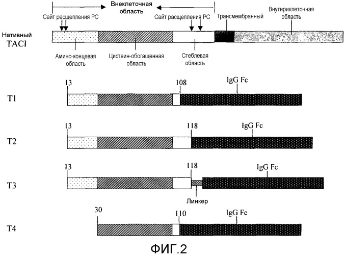 Оптимизированный слитый белок taci-fc (патент 2433141)