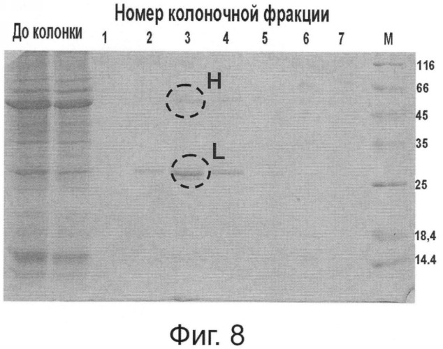 Способ суперпродукции в растении антител против онкогена her2/neu (патент 2370280)