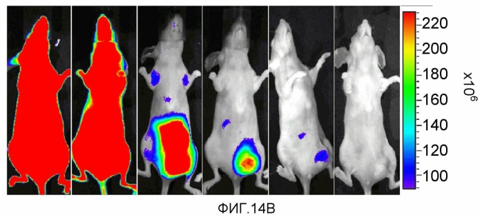 Конъюгаты rgd-(бактерио)хлорофилл для фотодинамической терапии и визуализации некротических опухолей (патент 2518296)