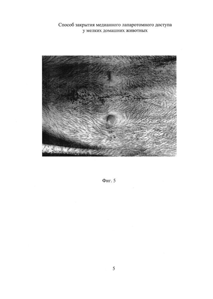 Способ закрытия медианного лапаротомного доступа у мелких домашних животных (патент 2626994)