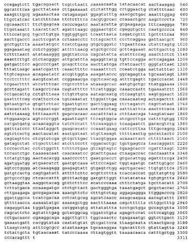 Иммуностимулирующие g, u-содержащие олигорибонуклеотиды (патент 2302865)