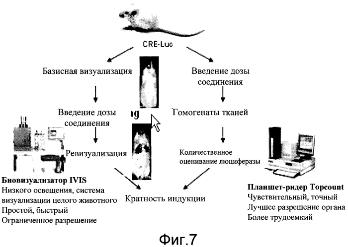 Трансгенное животное, отличное от человека, и его применения (патент 2579701)