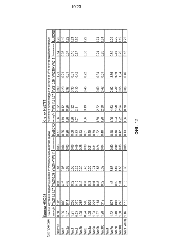 Анти-lrp6 антитела (патент 2587625)