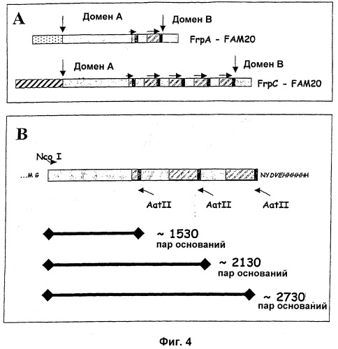 Нейссериальные вакцинные композиции, содержащие комбинацию антигенов (патент 2494758)