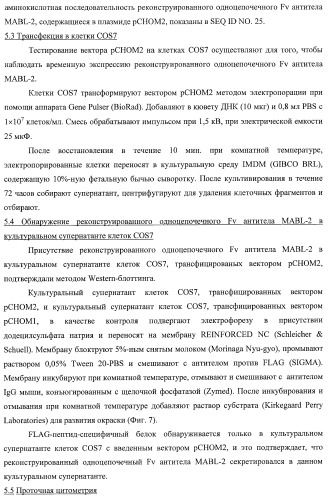 Днк, кодирующая модифицированное антитело или соединение с активностью агониста тро, способ их получения и животная клетка или микроорганизм, их продуцирующие (патент 2422528)