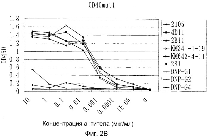 Мутанты анти-cd40 антитела (патент 2377254)