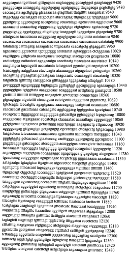 Модуляция экспрессии гентингтина (патент 2562861)