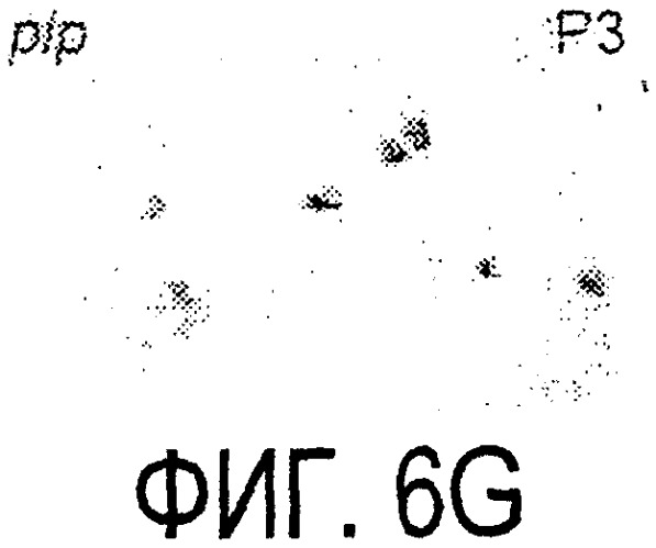 Очищенный иммуногенный белок, его фрагменты и производные (патент 2304585)