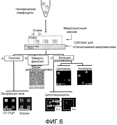 Композиции и способы, используемые для оценки цитотоксичности отдельных клеток (патент 2532228)