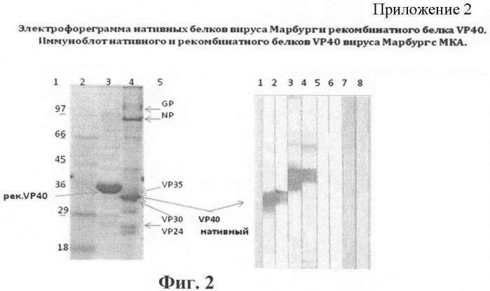 Штамм гибридных клеток животного mus musculus l. - продуцент моноклональных антител для выявления белка vp40 вируса марбург (штамм рорр) (варианты), моноклональное антитело, продуцируемое штаммом (варианты), набор для иммуноферментной тест-системы формата &quot;сэндвич&quot; для выявления матриксного белка vp40 вируса марбург (штамм рорр) (патент 2395575)