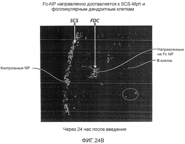 Нацеливание на антигенпрезентирующие клетки иммунонанотерапевтических средств (патент 2497542)