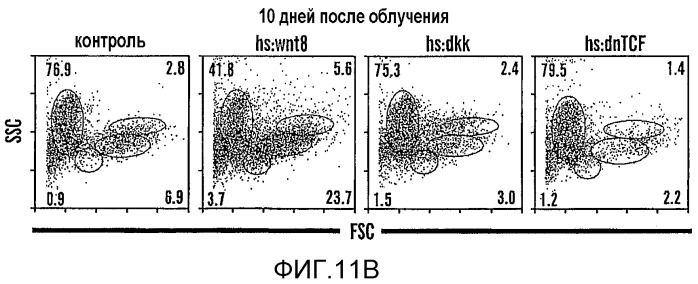 Способ стимулирования экспансии гематопоэтических стволовых клеток (патент 2493252)