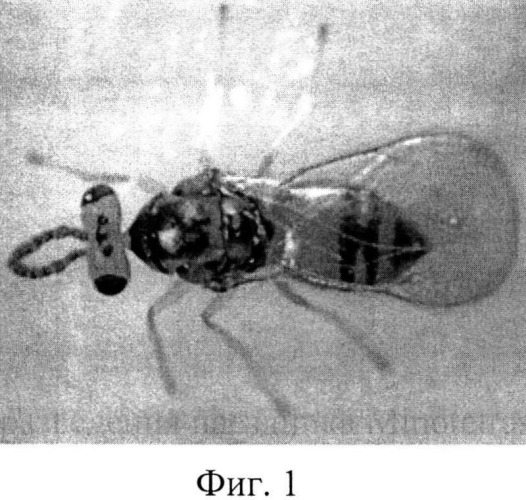 Способ массового разведения наездника minotetrastichus frontalis (nees) (патент 2545715)