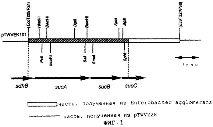 Способ получения l-глутаминовой кислоты (патент 2288271)