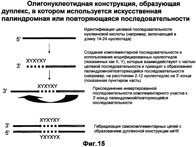 Молекулы химически модифицированной короткой интерферирующей нуклеиновой кислоты, которые опосредуют интерференцию рнк (патент 2418068)