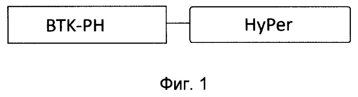 Химерный белок, являющийся флуоресцентным биосенсором для одновременной детекции пероксида водорода и фосфатидилинозитол-3,4,5-трифосфата, нуклеиновая кислота, кодирующая такой белок, кассета экспрессии и эукариотическая клетка-хозяин (патент 2498996)