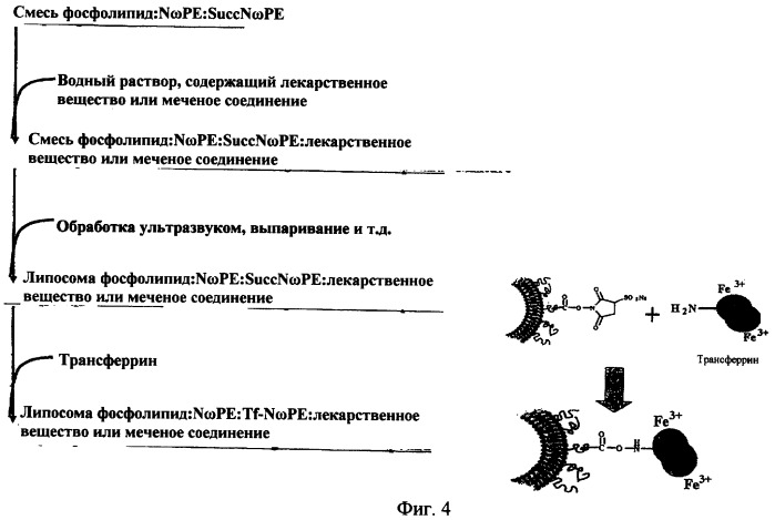 Новые композиции липосом (патент 2454229)