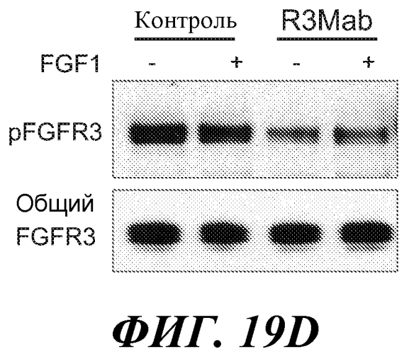 Антитела против fgfr3 и способы их применения (патент 2568066)