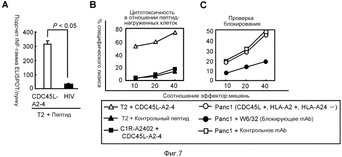 Пептиды cdc45l и вакцины, включающие таковые (патент 2562160)