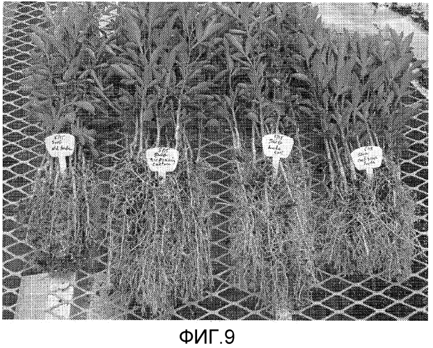 Контейнер, почвенная смесь и способ выращивания растений (патент 2571338)