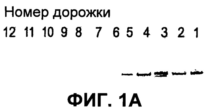 Выделенная полинуклеотидная молекула, кодирующая вирус torque teno, молекула рнк и вектор экспрессии (патент 2502801)