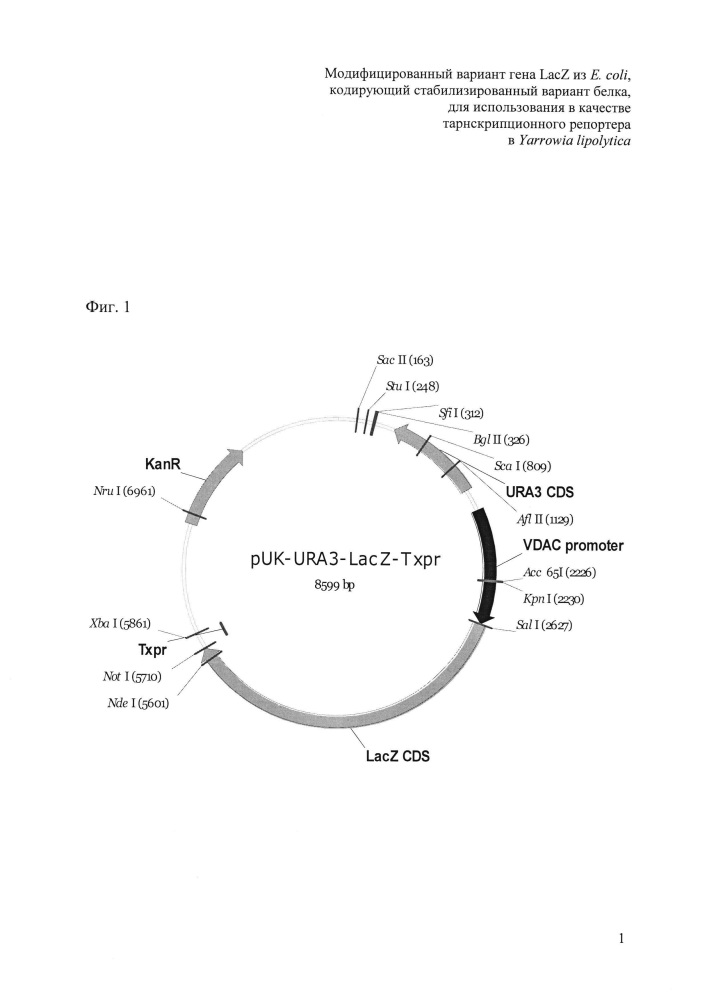 Модифицированный вариант гена lacz из e. coli, кодирующий стабилизированный вариант белка, для использования в качестве транскрипционного репортера в yarrowia lipolytica (патент 2609646)