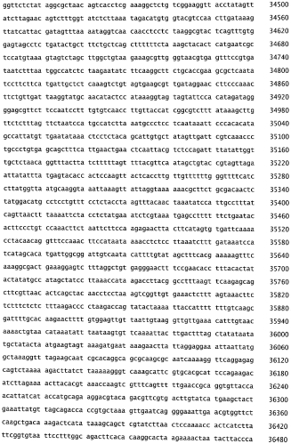 Бактериофаг, обладающий активностью против pseudomonas aeruginosa, белки бактериофага и способы их применения (патент 2580248)