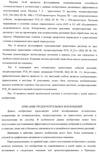 Изолированные полипептиды, кодирующие их полинуклеотиды, экспрессирующие их трансгенные растения и способы их использования (патент 2425151)