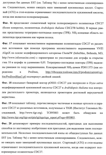 Растения, имеющие улучшенные характеристики роста, и способы их получения (патент 2463352)