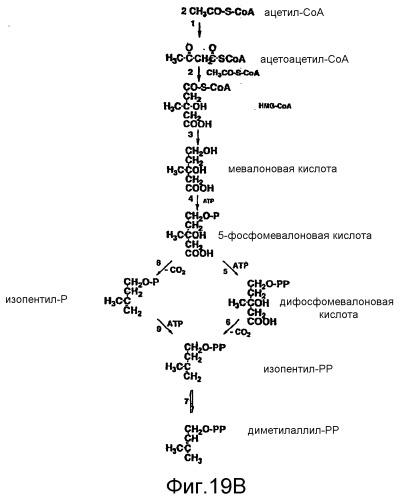 Полимеры изопрена из возобновляемых источников (патент 2505605)