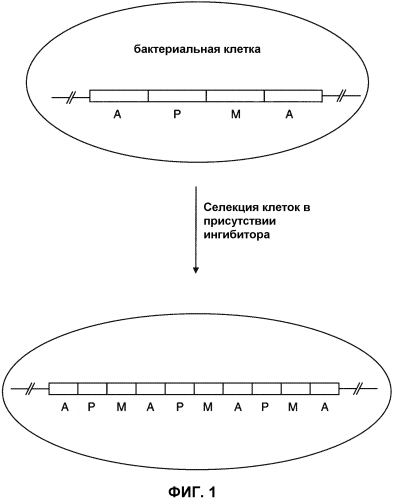 Способ амплифицирования локусов в бактериальной клетке (патент 2577985)