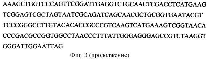 Штамм бактерий glacial ice bacterium i - продуцент эндонуклеазы рестрикции gla i (патент 2287012)