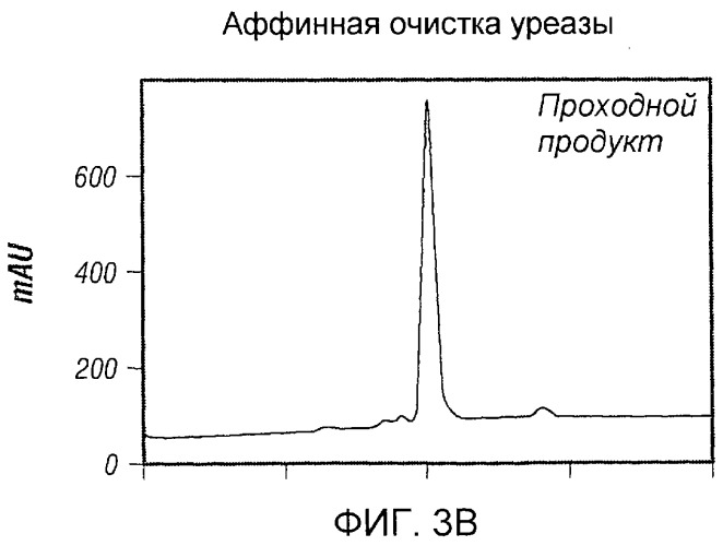 Использование уреазы для ингибирования роста раковых клеток (патент 2326691)