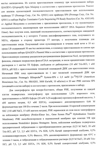 Способ получения фактора, связанного с контролем над потреблением пищи и/или массой тела, полипептид, обладающий активностью подавления потребления пищи и/или прибавления в весе, молекула нуклеиновой кислоты, кодирующая полипептид, способы и применение полипептида (патент 2418002)