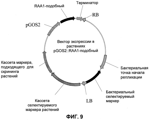 Растения, имеющие усиленные признаки, связанные с урожайностью, и способ их получения (патент 2503721)