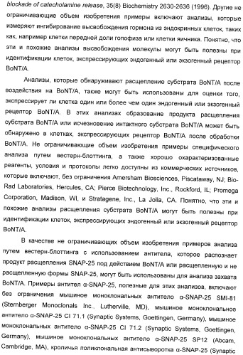 Иммунологические анализы активности ботулинического токсина серотипа а (патент 2491293)