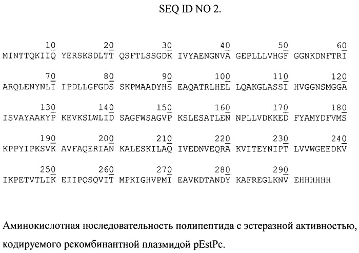 Рекомбинантная плазмидная днк pestpc, кодирующая полипептид со свойствами эстеразы psychrobacter cryohalolentis k5t, и штамм бактерий escherichia coli - продуцент полипептида со свойствами эстеразы psychrobacter cryohalolentis k5t (патент 2478708)