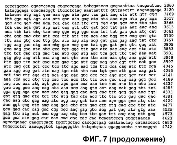 Изолированные популяции миелоидоподобных клеток костного мозга и способы лечения с ними (патент 2418856)