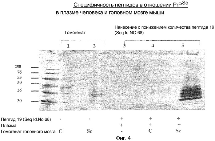 Специфичные в отношении прионов пептидные реагенты (патент 2381033)