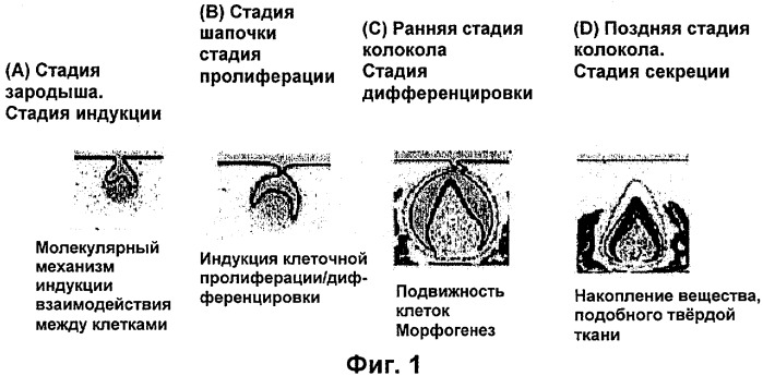 Способ получения мезенхимной клетки, способ получения зуба и мезенхимная клетка для формирования зуба (патент 2465325)