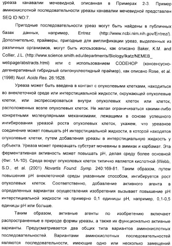 Использование уреазы для ингибирования роста раковых клеток (патент 2326691)
