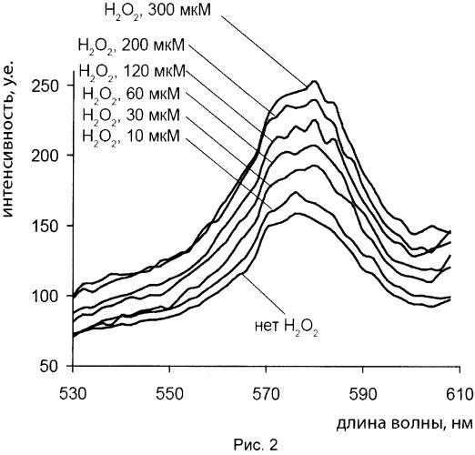 Красный флуоресцентный биосенсор для детекции пероксида водорода в живых клетках (патент 2535336)