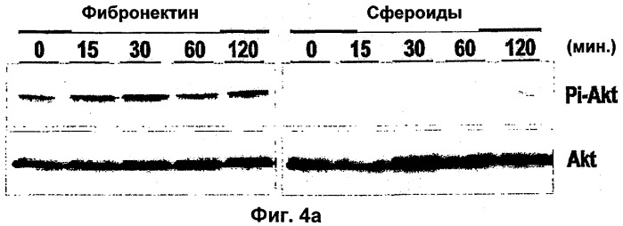 Комбинированная терапия, использующая антиангиогенные средства и tnf-  (патент 2316337)