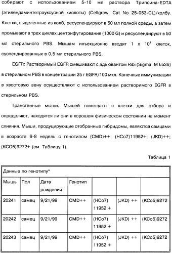 Человеческие моноклональные антитела к рецептору эпидермального фактора роста (egfr), способ их получения и их использование, гибридома, трансфектома, трансгенное животное, экспрессионный вектор (патент 2335507)