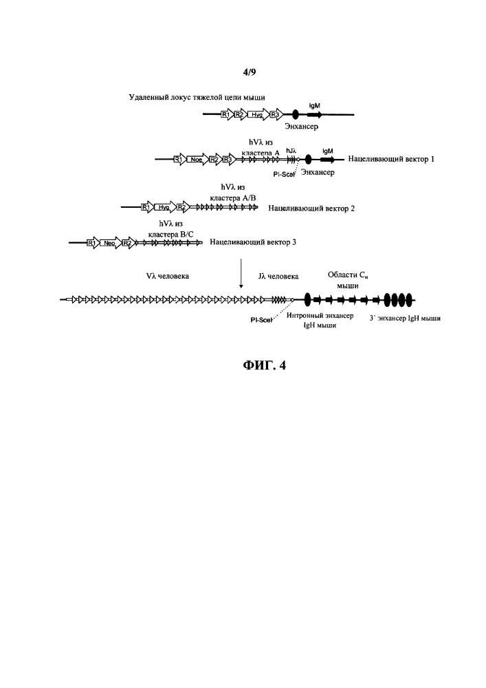 Гуманизированные грызуны, которые экспрессируют тяжелые цепи, содержащие домены vl (патент 2664185)