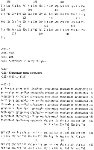 Бактерия, продуцирующая l-аминокислоту, и способ получения l-аминокислоты (патент 2368659)