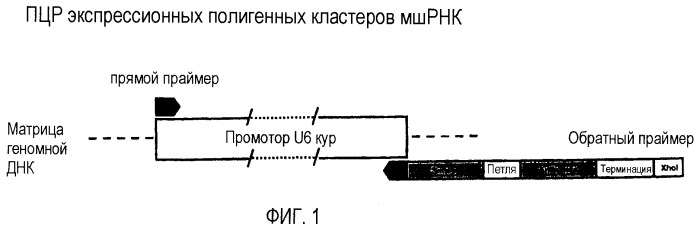 Регулирование продуктивных признаков у птиц (патент 2518681)