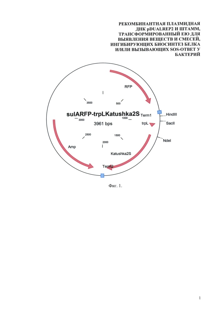 Рекомбинантная плазмидная днк pdualrep2 и штамм, трансформированный ею для выявления веществ и смесей, ингибирующих биосинтез белка и/или вызывающих sos-ответ у бактерий (патент 2620074)
