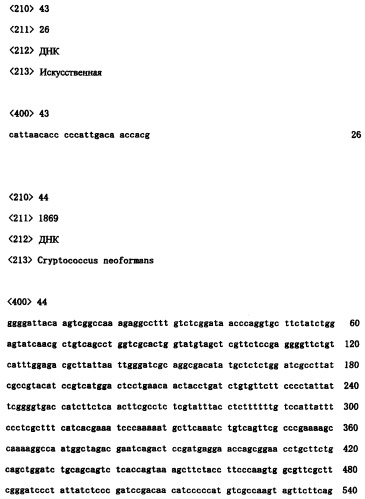 Ген синтеза клеточной стенки грибков (патент 2286387)