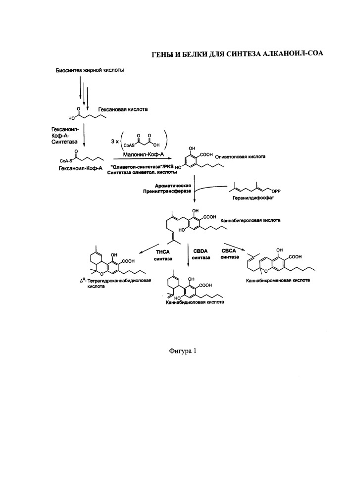 Гены и белки для синтеза алканоил-соа (патент 2650766)